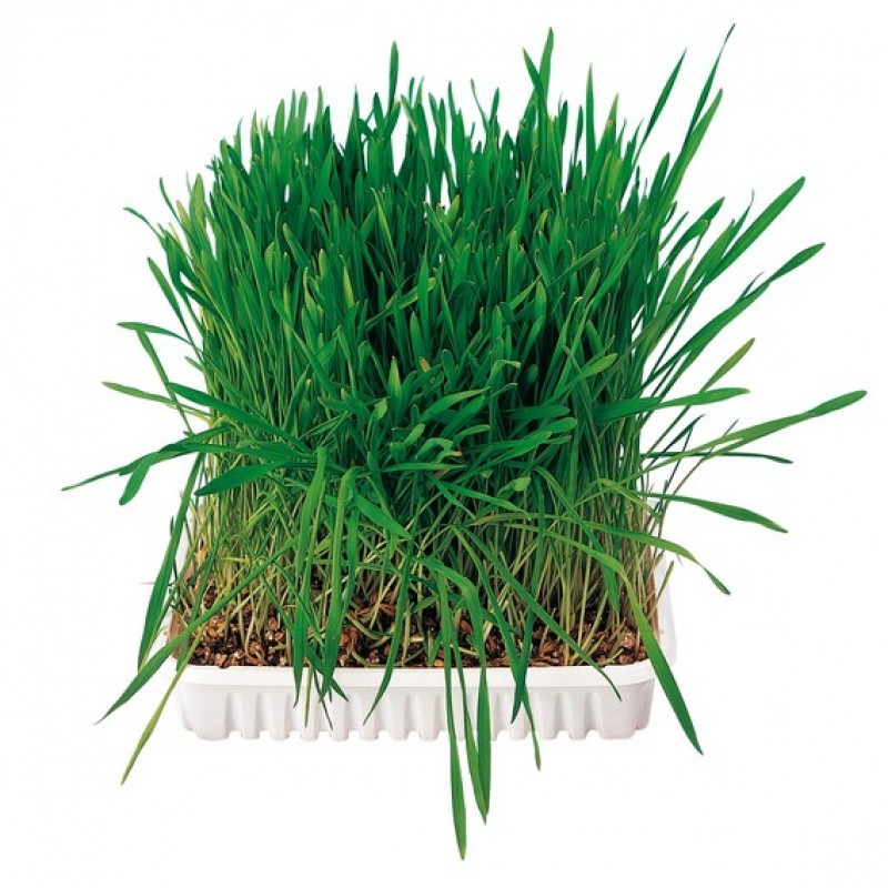 Trixie Small Animal Grass /Трева За Гризачи/-100гр Trixie Small Animal Grass /Трева За Гризачи/-100гр