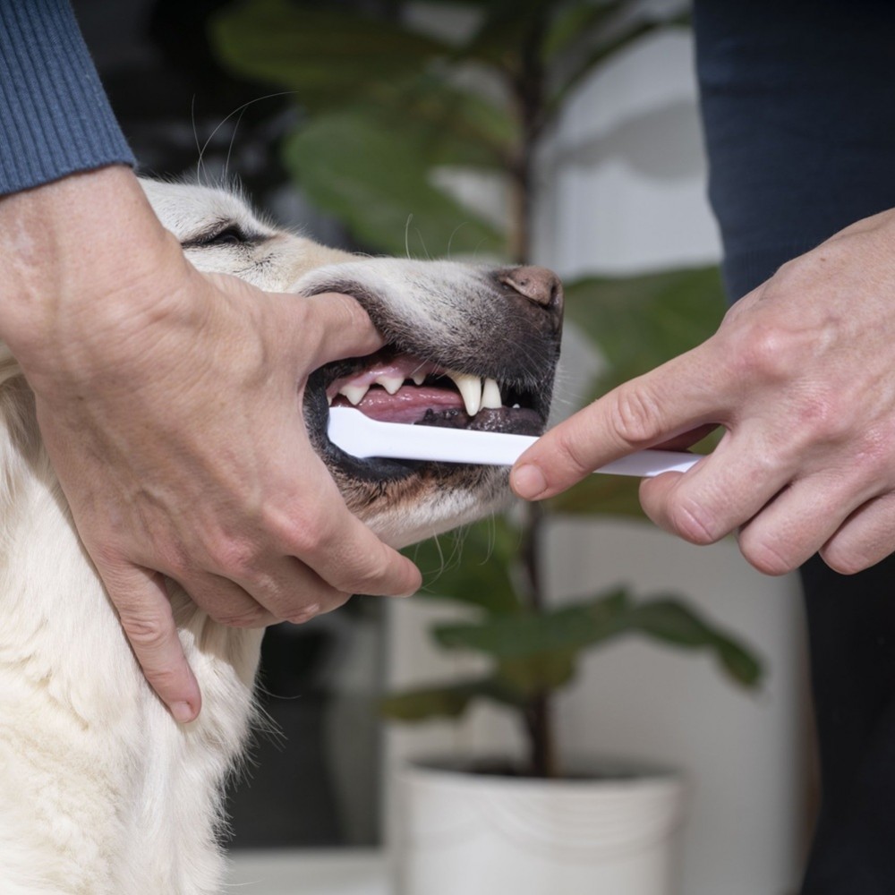 Virbac Enzymatic Toothpaste For Dogs&Cats /Ензимна Паста За Зъби За Кучета И Котки/-70гр Virbac Enzymatic Toothpaste For Dogs&Cats /Ензимна Паста За Зъби За Кучета И Котки/-70гр